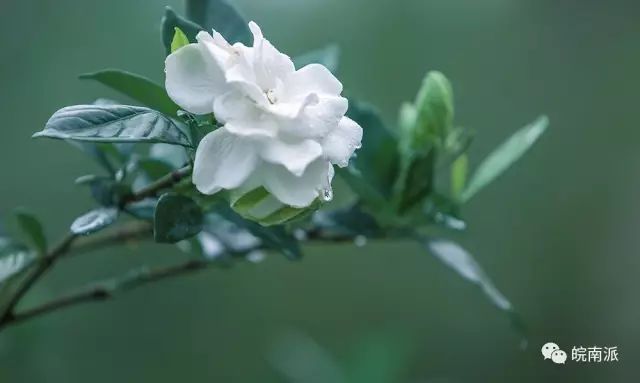 芒种｜时雨及芒种 四野皆插秧