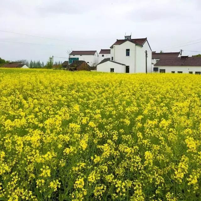春暖花开望田园，这里是三段春天的乡村故事