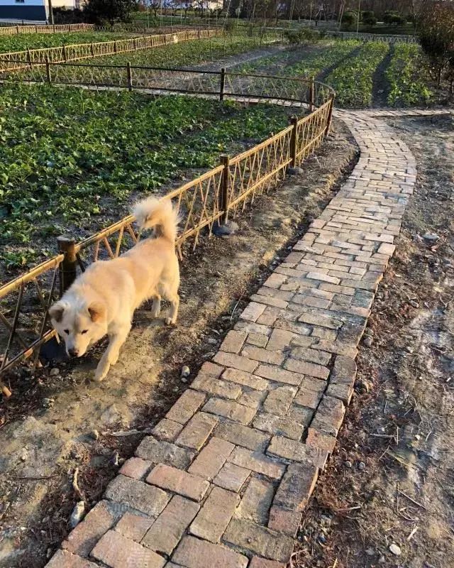 春暖花开望田园，这里是三段春天的乡村故事