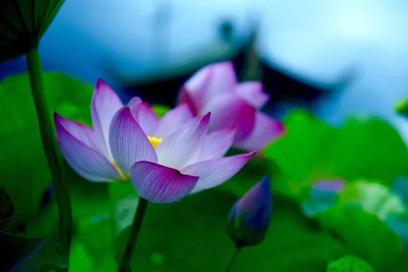 “荷”你相约，绩溪这个地方的荷花超美！（内附赏花线路）