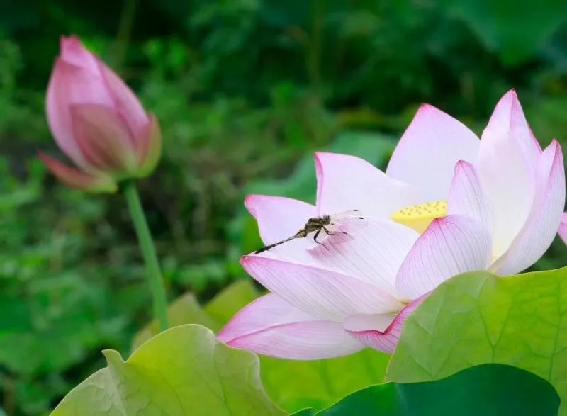 “荷”你相约，绩溪这个地方的荷花超美！（内附赏花线路）