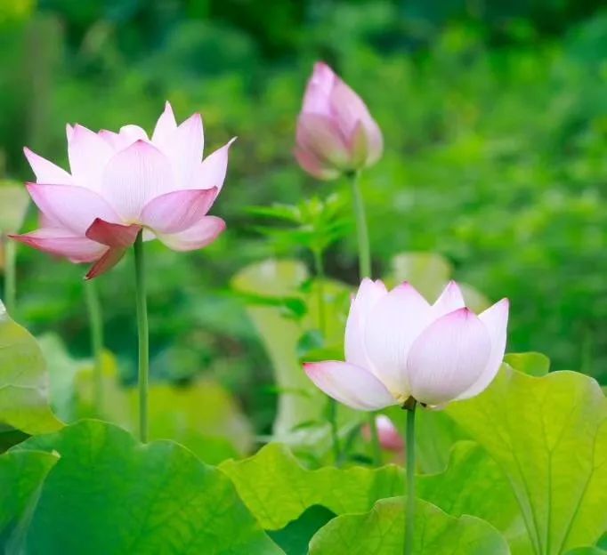 “荷”你相约，绩溪这个地方的荷花超美！（内附赏花线路）