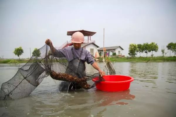 湖北潜江：小龙虾带来的城市“新生”