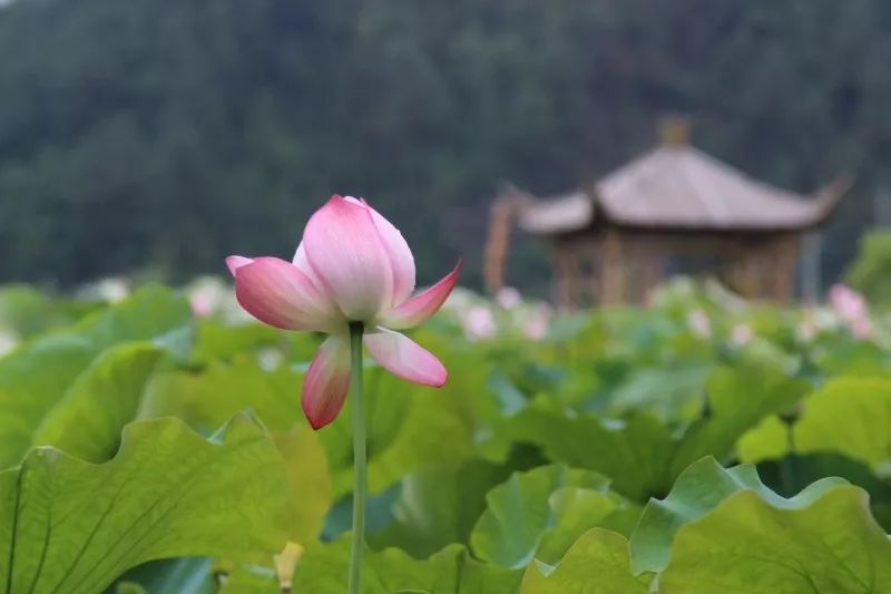 “荷”你相约，绩溪这个地方的荷花超美！（内附赏花线路）