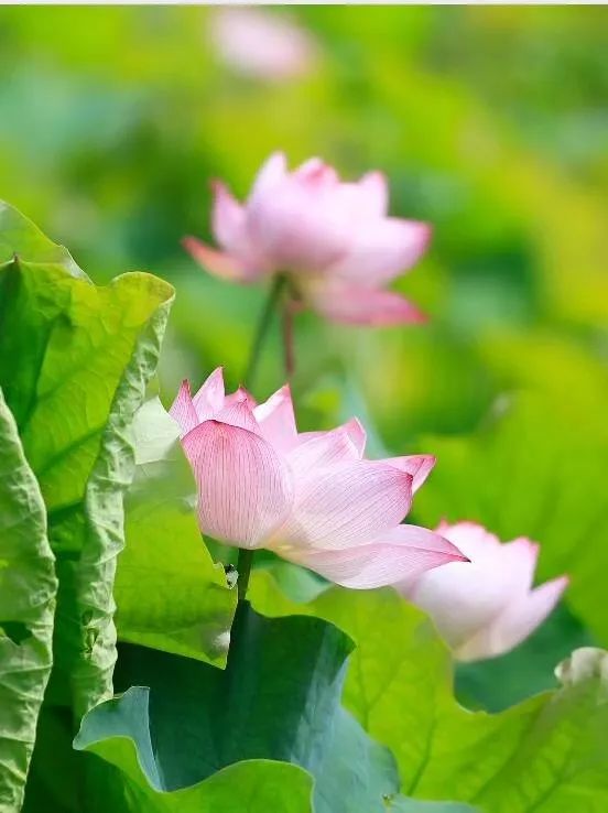“荷”你相约，绩溪这个地方的荷花超美！（内附赏花线路）