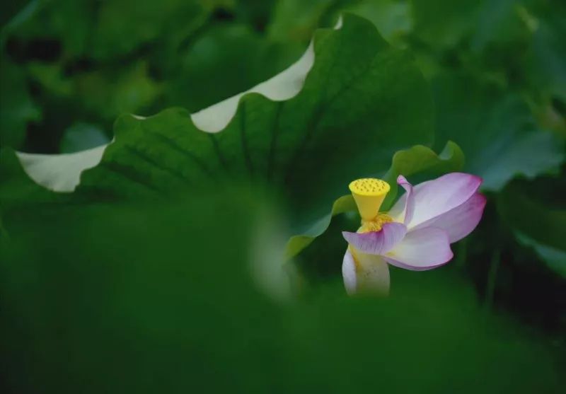 “荷”你相约，绩溪这个地方的荷花超美！（内附赏花线路）