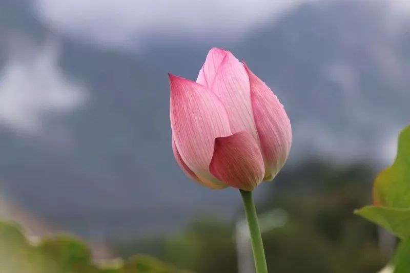 “荷”你相约，绩溪这个地方的荷花超美！（内附赏花线路）