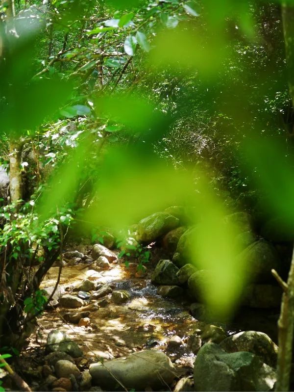 夏日必来!“凉”心推荐!长三角最佳避暑旅游目的地 夏日必来!“凉”心推荐!长三角最佳避暑旅游目的地