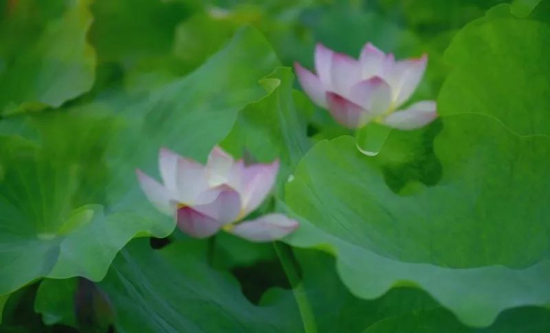 “荷”你相约，绩溪这个地方的荷花超美！（内附赏花线路）