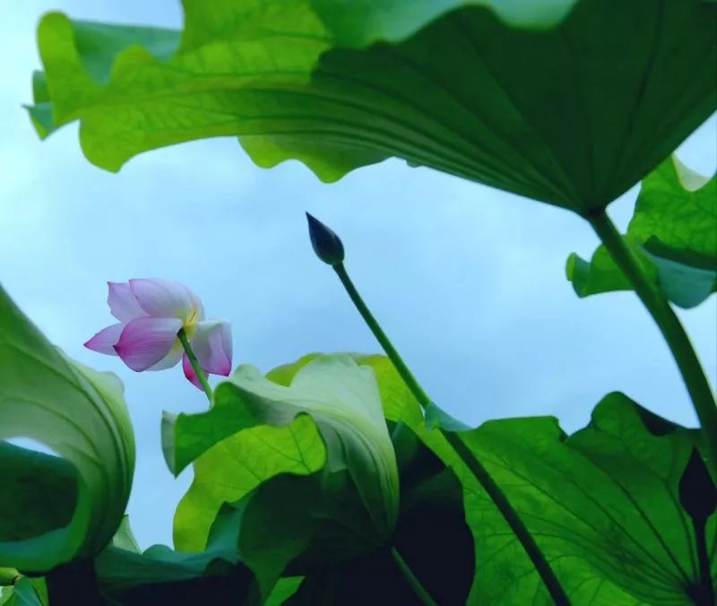 “荷”你相约，绩溪这个地方的荷花超美！（内附赏花线路）