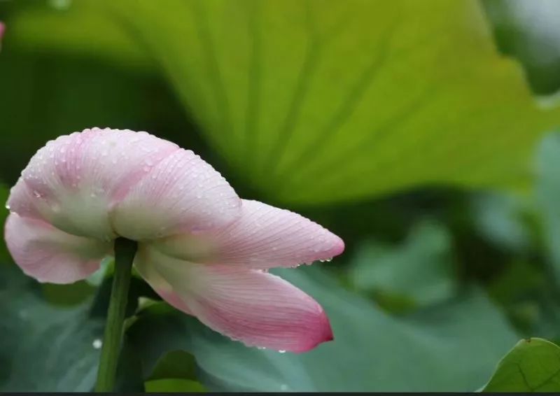 “荷”你相约，绩溪这个地方的荷花超美！（内附赏花线路）