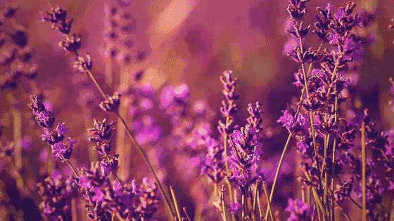 夏天闷热睡眠困难肿么办?快在家里养这5盆植物吧,安神助眠 夏天闷热睡眠困难肿么办?快在家里养这5盆植物吧,安神助眠