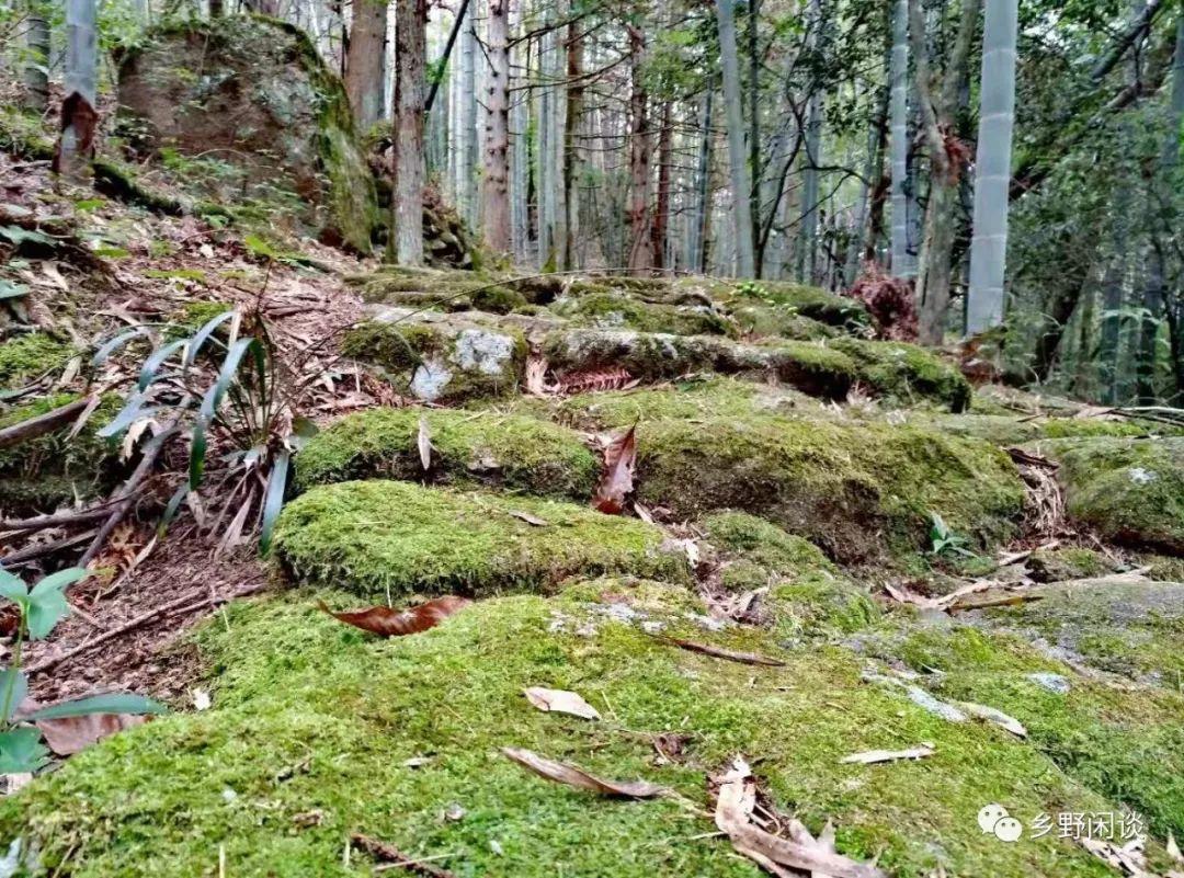 【徽州古道31】黄山汤岭古道(4):一条尘封已久的千年官道 【徽州古道31】黄山汤岭古道(4):一条尘封已久的千年官道