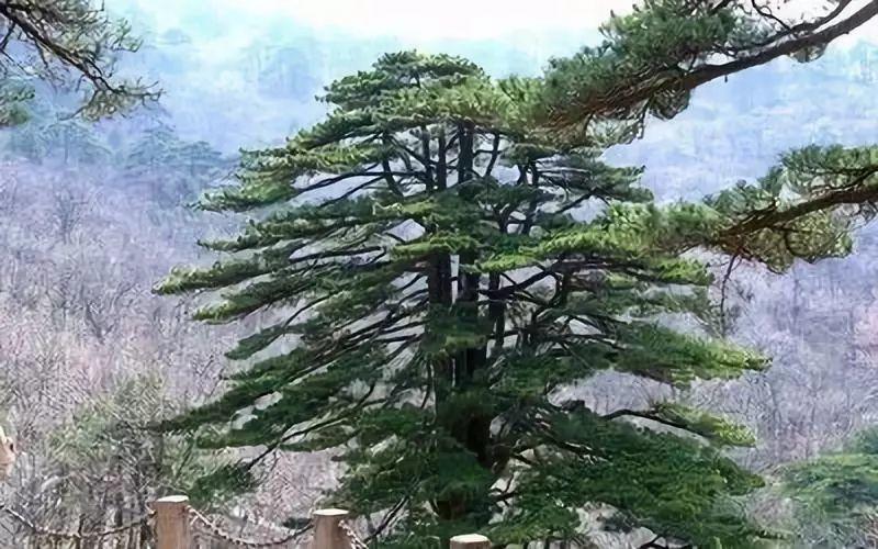 回良玉撰文抒发黄山情怀：退休后首先到黄山