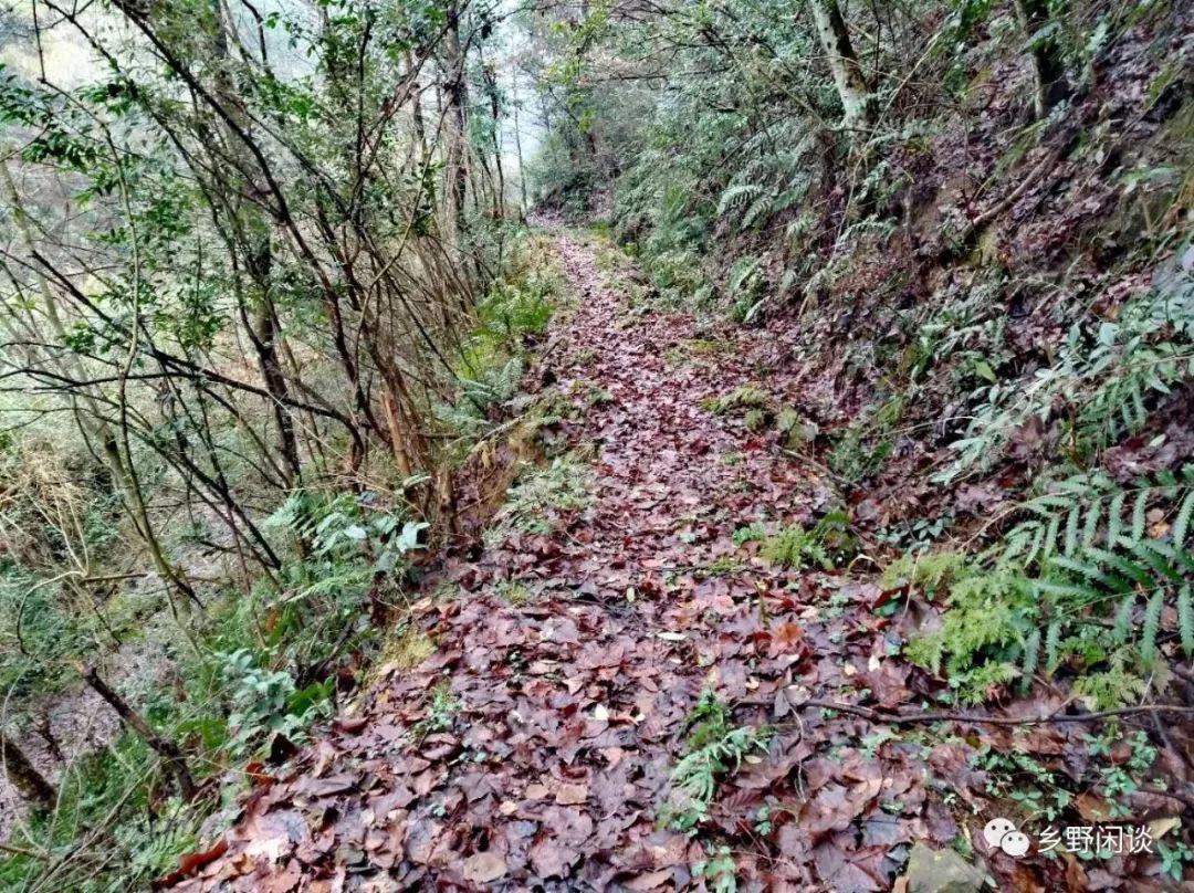 【徽州古道35】歙县光坑岭古道：一条即将消失的古徽州南北大通道