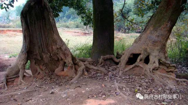 何坊村：   惠洽民心能几人