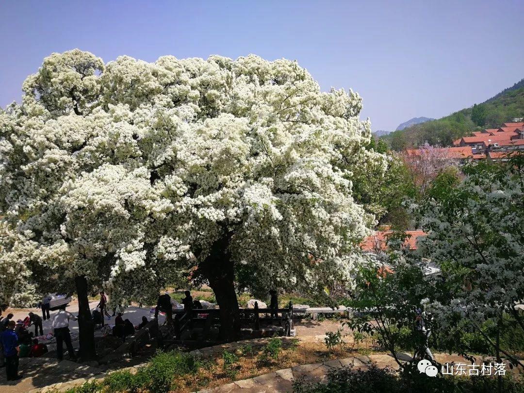 悦读古村，坚定文化自信