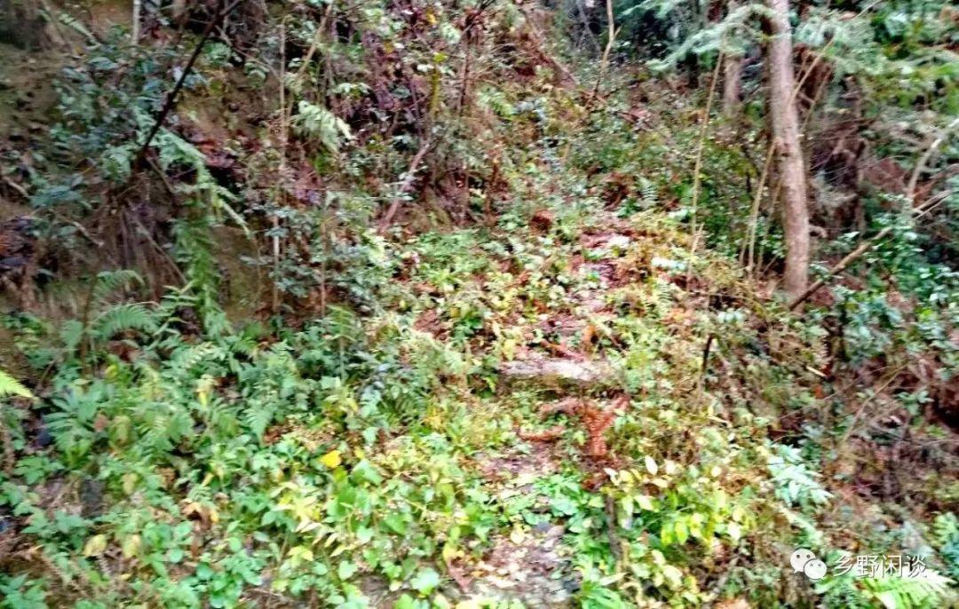 【徽州古道35】歙县光坑岭古道：一条即将消失的古徽州南北大通道