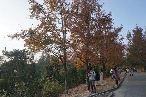 城市细节｜别样红叶：在香港向山进发