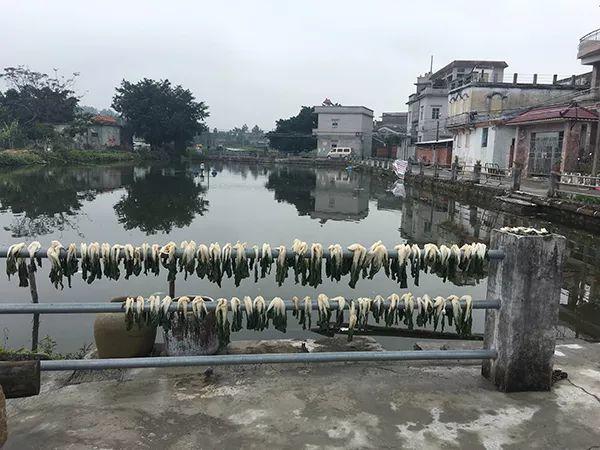 乡建｜文化遗产保育：再访仓东计划