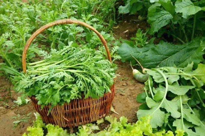村落里的中国（10）：房前屋后有美能吃