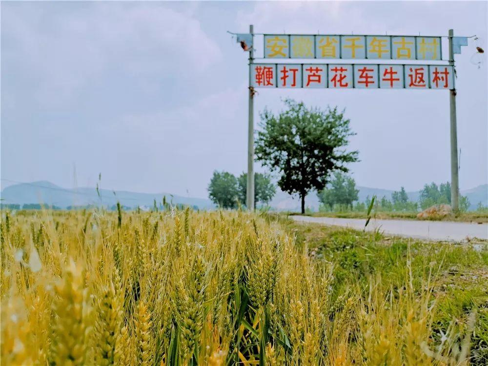 鞭打芦花车牛返村｜中国最长村名  传承孝道文化