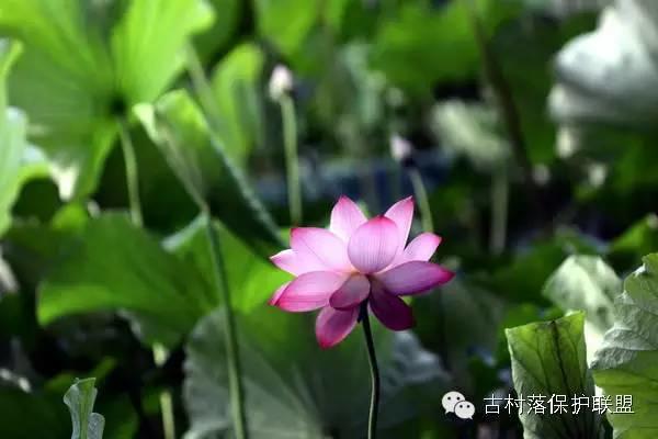 首次列入世界遗产名录的古民居，竟然是它