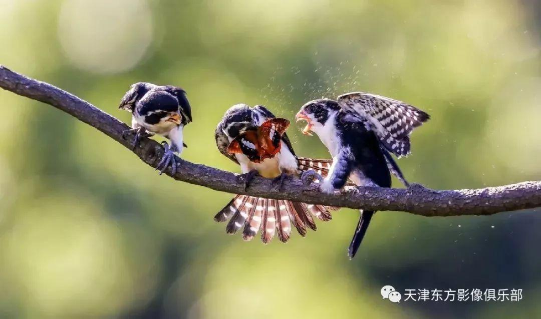 投稿 | 东方影像·自然生态摄影【寿带+黄喉+小隼】
