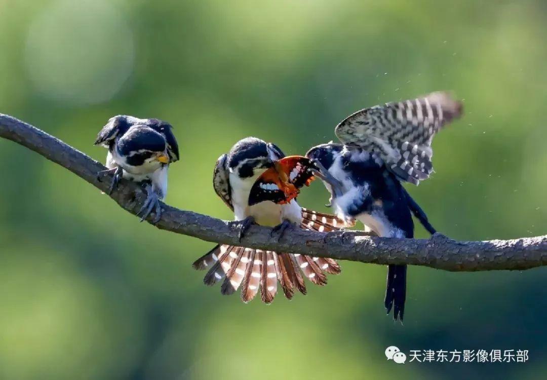 投稿 | 东方影像·自然生态摄影【寿带+黄喉+小隼】