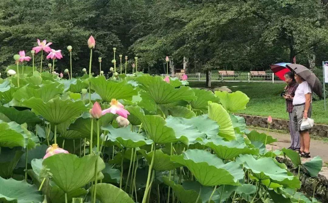 北京在行动 | 从颐和园出发,28.5公里水系步道将串起古都美景! 北京在行动 | 从颐和园出发,28.5公里水系步道将串起古都美景!