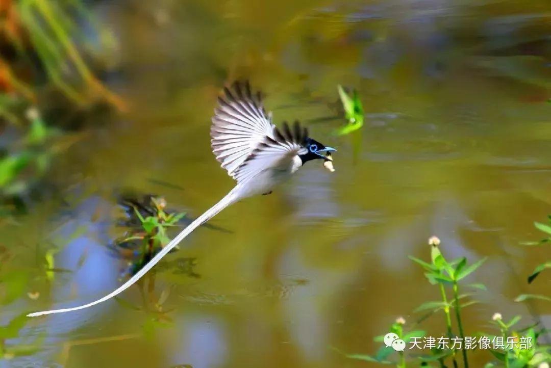 投稿 | 东方影像·自然生态摄影【寿带+黄喉+小隼】 投稿 | 东方影像·自然生态摄影【寿带+黄喉+小隼】