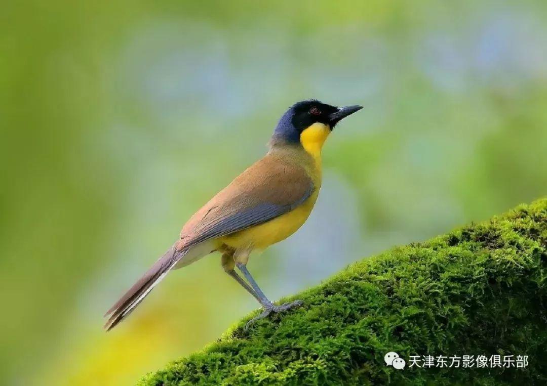 投稿 | 东方影像·自然生态摄影【寿带+黄喉+小隼】