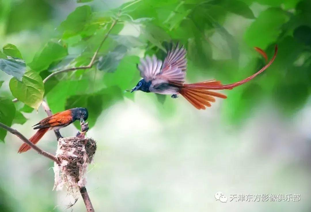 投稿 | 东方影像·自然生态摄影【寿带+黄喉+小隼】