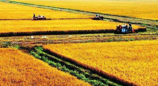 陆福兴:新时代我国粮食安全区域布局的新构想