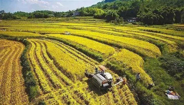 陆福兴:新时代我国粮食安全区域布局的新构想