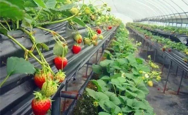 #政策聚焦#盐城盐都区新民村种植大棚高架草莓提高土地利用率