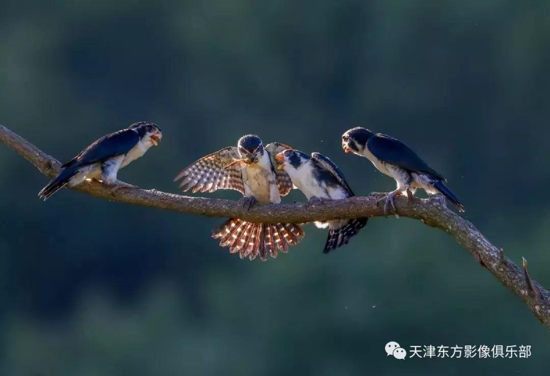 投稿 | 东方影像·自然生态摄影【寿带+黄喉+小隼】