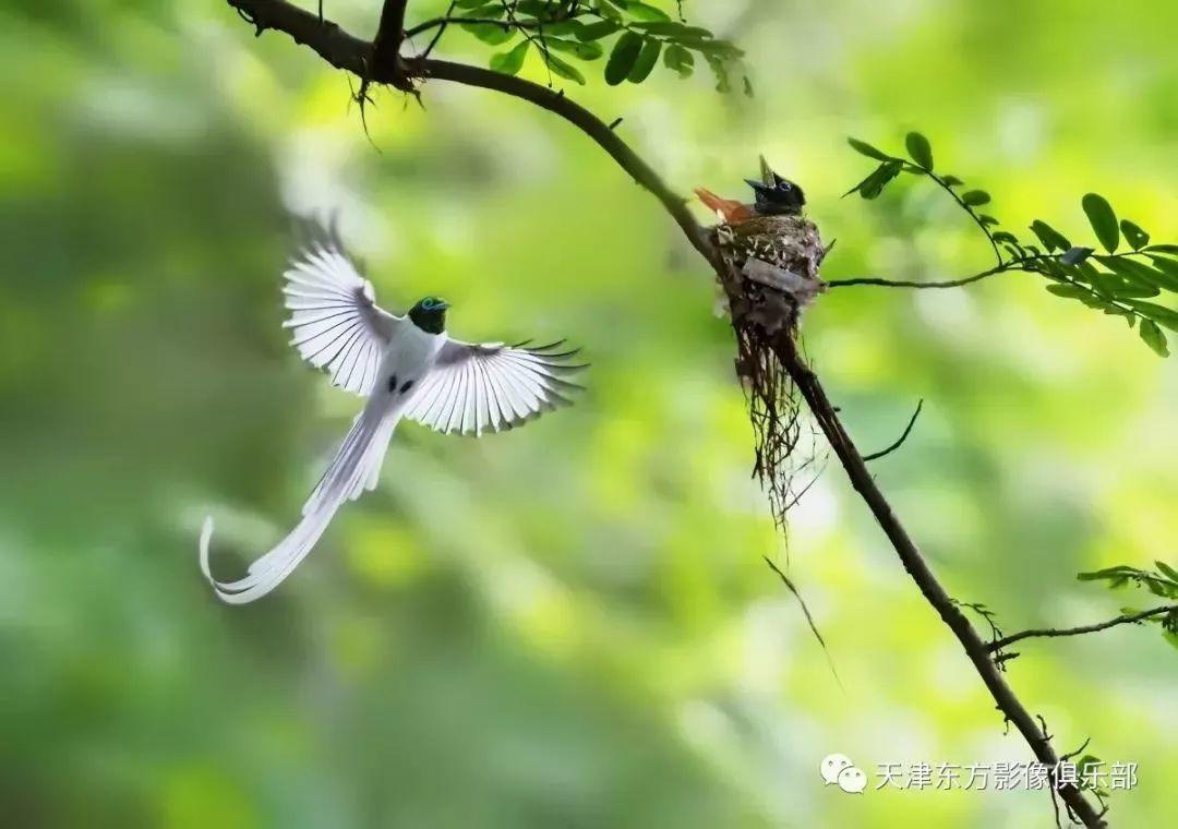 投稿 | 东方影像·自然生态摄影【寿带+黄喉+小隼】 投稿 | 东方影像·自然生态摄影【寿带+黄喉+小隼】
