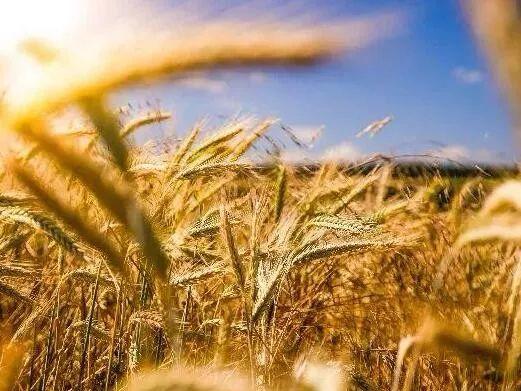 陆福兴:新时代我国粮食安全区域布局的新构想