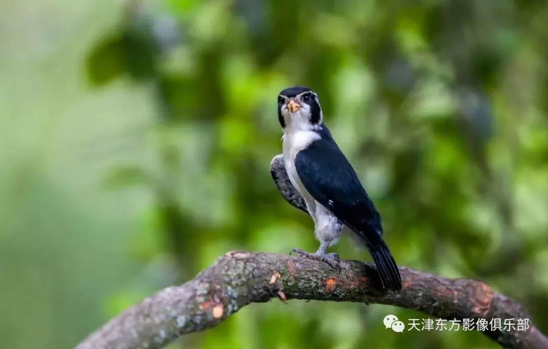 投稿 | 东方影像·自然生态摄影【寿带+黄喉+小隼】