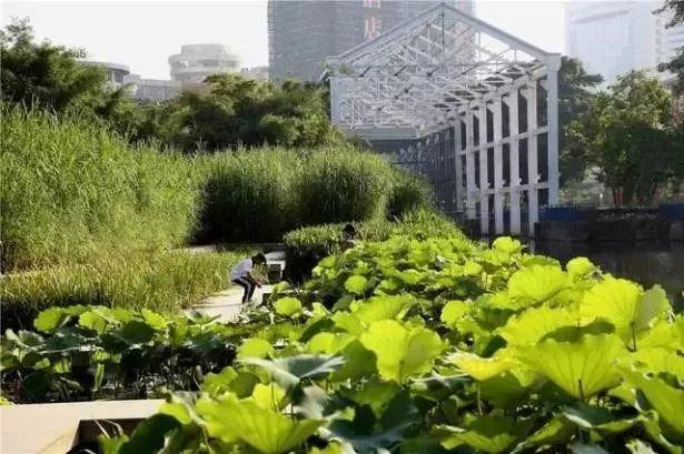 研究︱国内外生态修复案例集锦