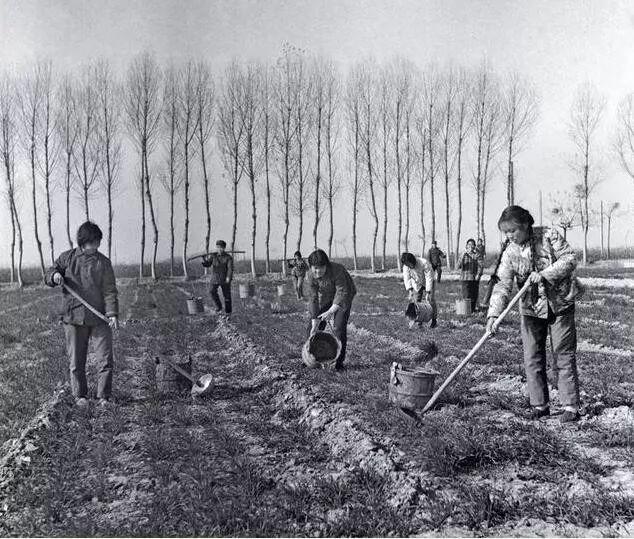 杜志雄:中国农业70年:粮食安全是如何实现的？