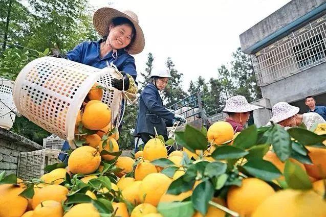杜志雄:中国农业70年:粮食安全是如何实现的？