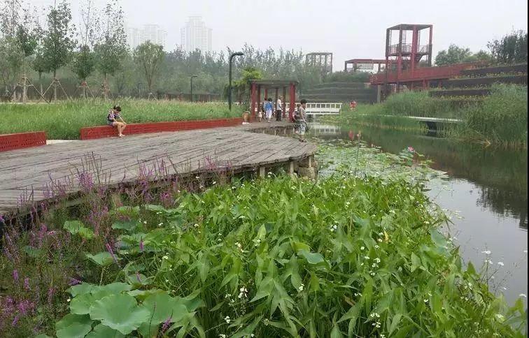 读城 | 城市是不是越“绿”越好? 读城 | 城市是不是越“绿”越好?