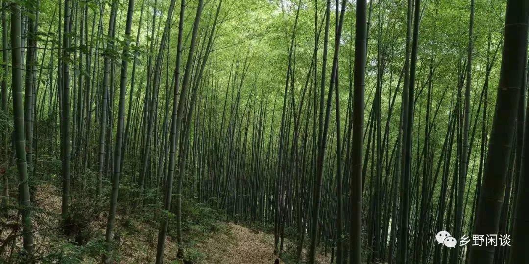 【徽州古道39】绩溪竹岭古道(上)：徽杭之间现存最完好的古道