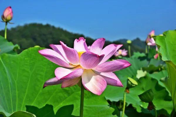 莲蓬采摘季 | 赏荷花，采莲蓬！绩溪县原来还有这种好地方，地址就在……