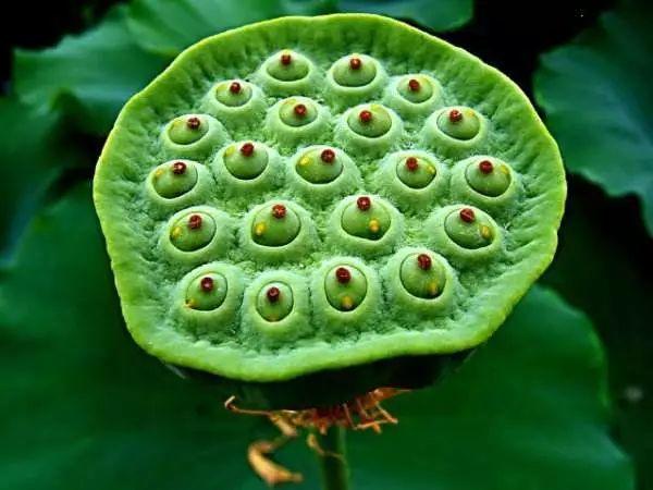 莲蓬采摘季 | 赏荷花，采莲蓬！绩溪县原来还有这种好地方，地址就在……