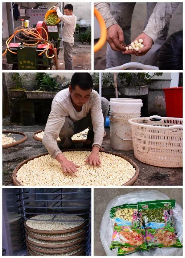莲蓬采摘季 | 赏荷花，采莲蓬！绩溪县原来还有这种好地方，地址就在……