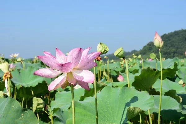 莲蓬采摘季 | 赏荷花，采莲蓬！绩溪县原来还有这种好地方，地址就在……