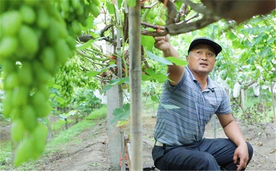 聚焦省界民族乡 | 蓝晓根：外来的“葡萄”本地的“风光”